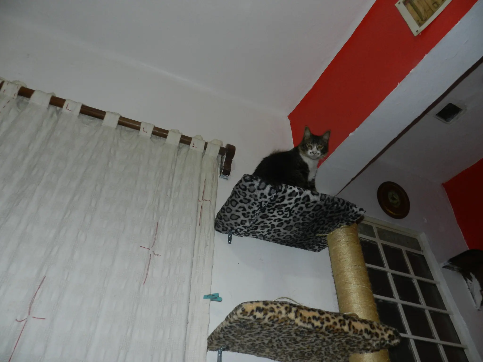 jueguetes de gatos