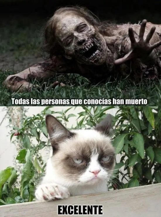 memes