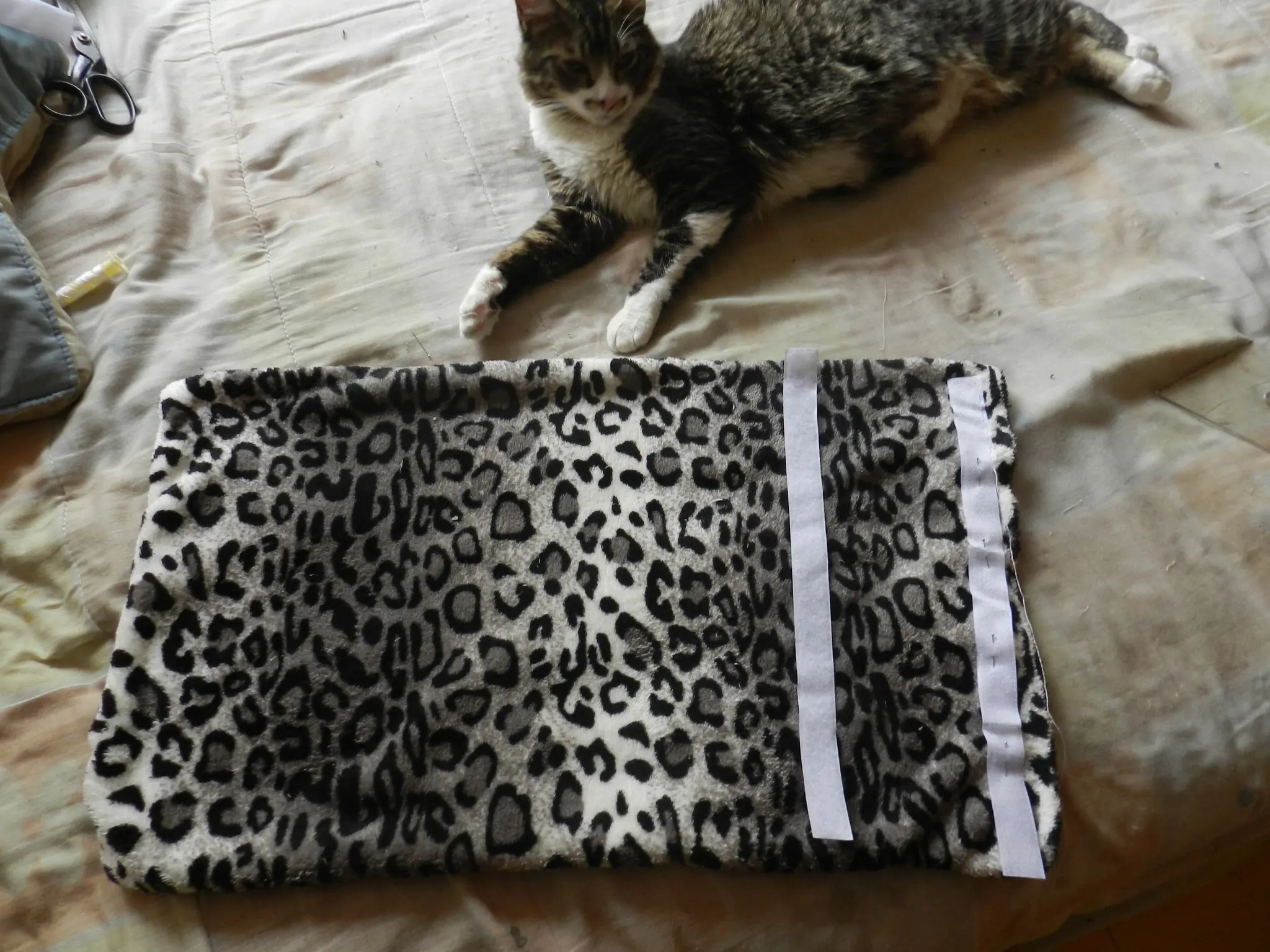 Hazle esto a tu gato con poco dinero