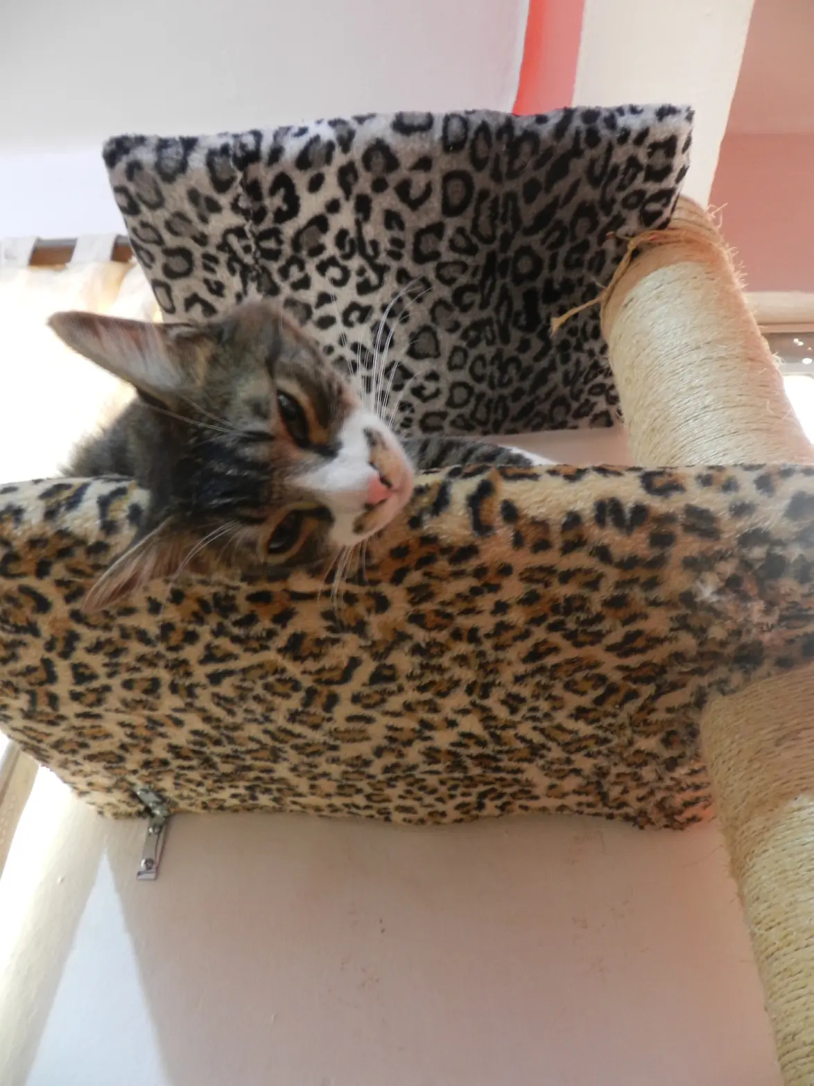 gato