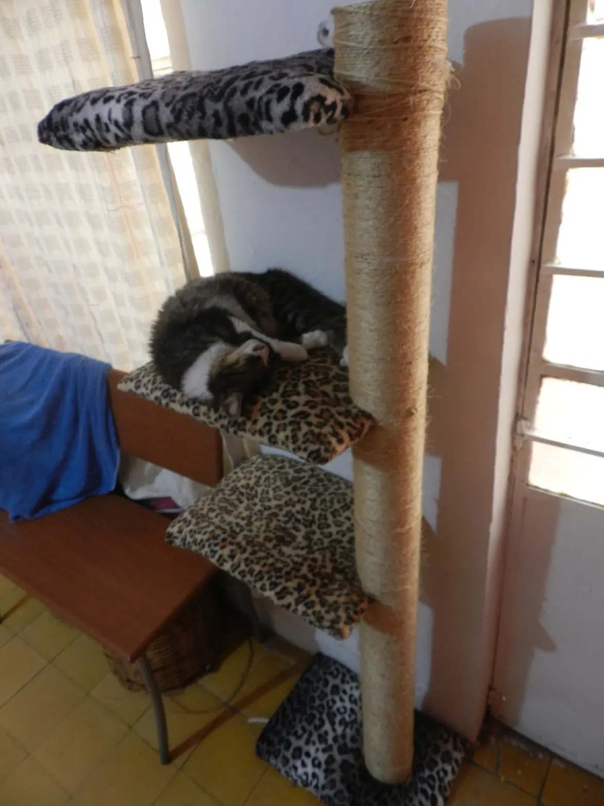 gatos