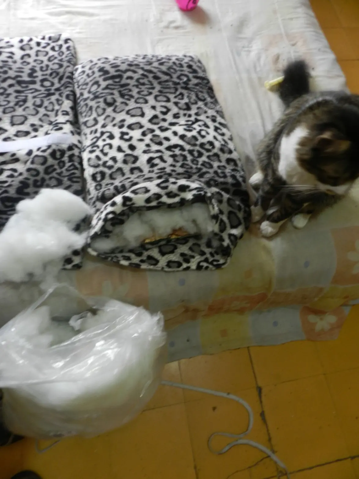 gatos