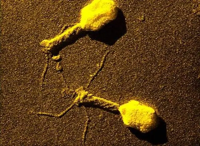 Un virus aprende una nueva forma de infectar en tiempo real