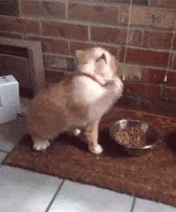 gifs animados
