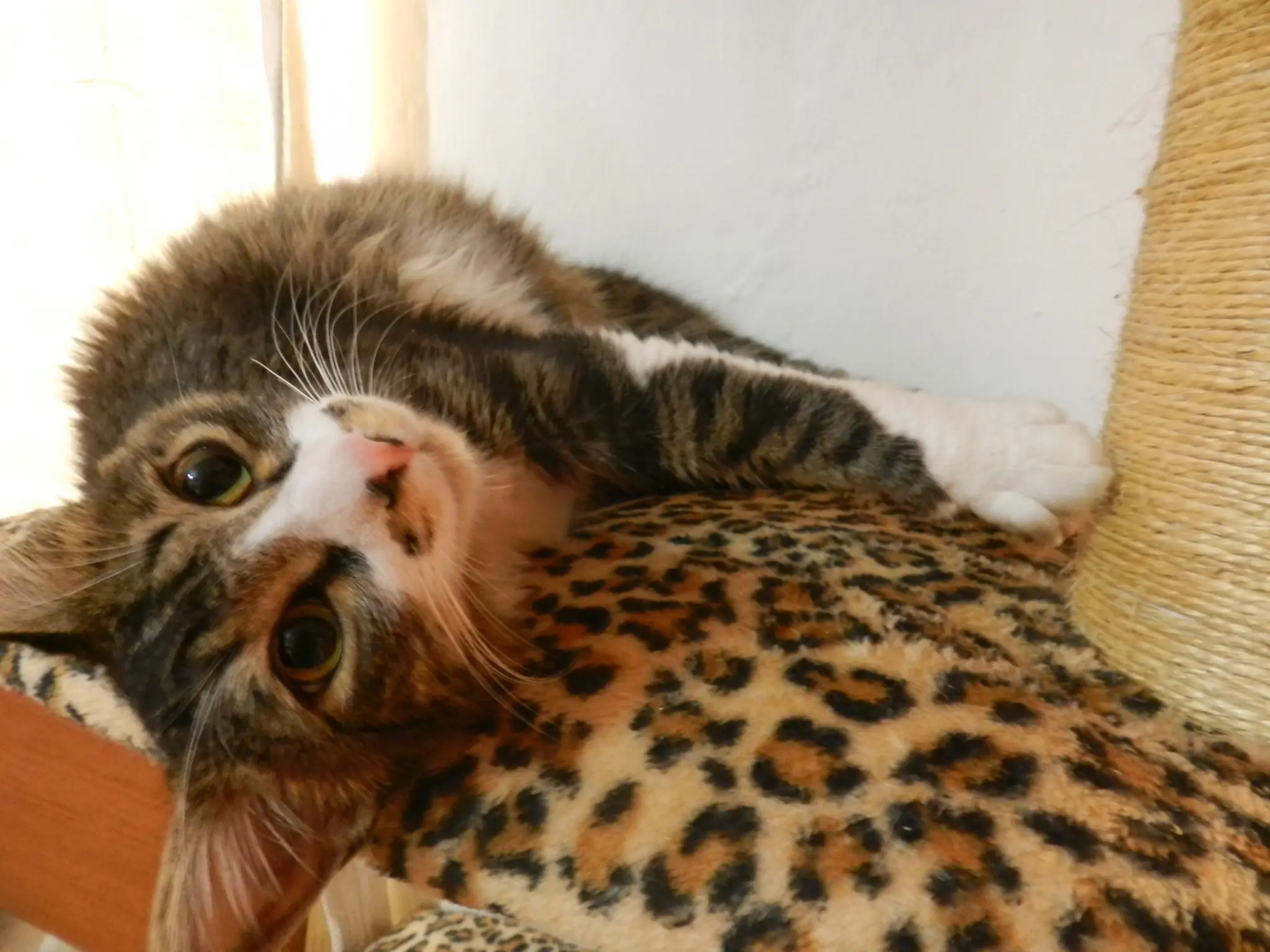 habitat para gato