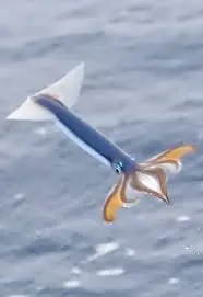 peces