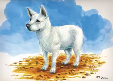 11 razas de perros ya extintas.