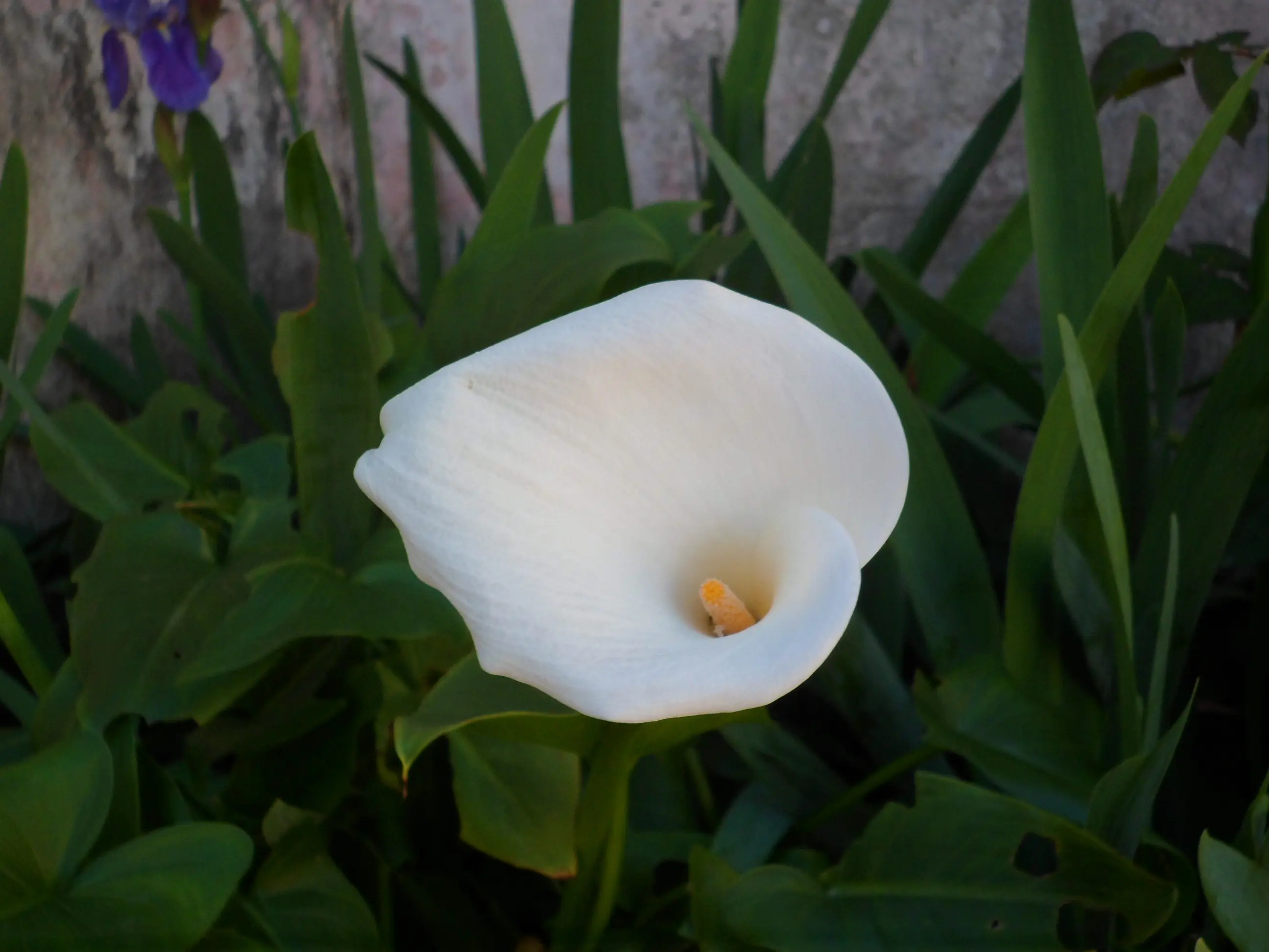 Mi huerta (2ª parte)