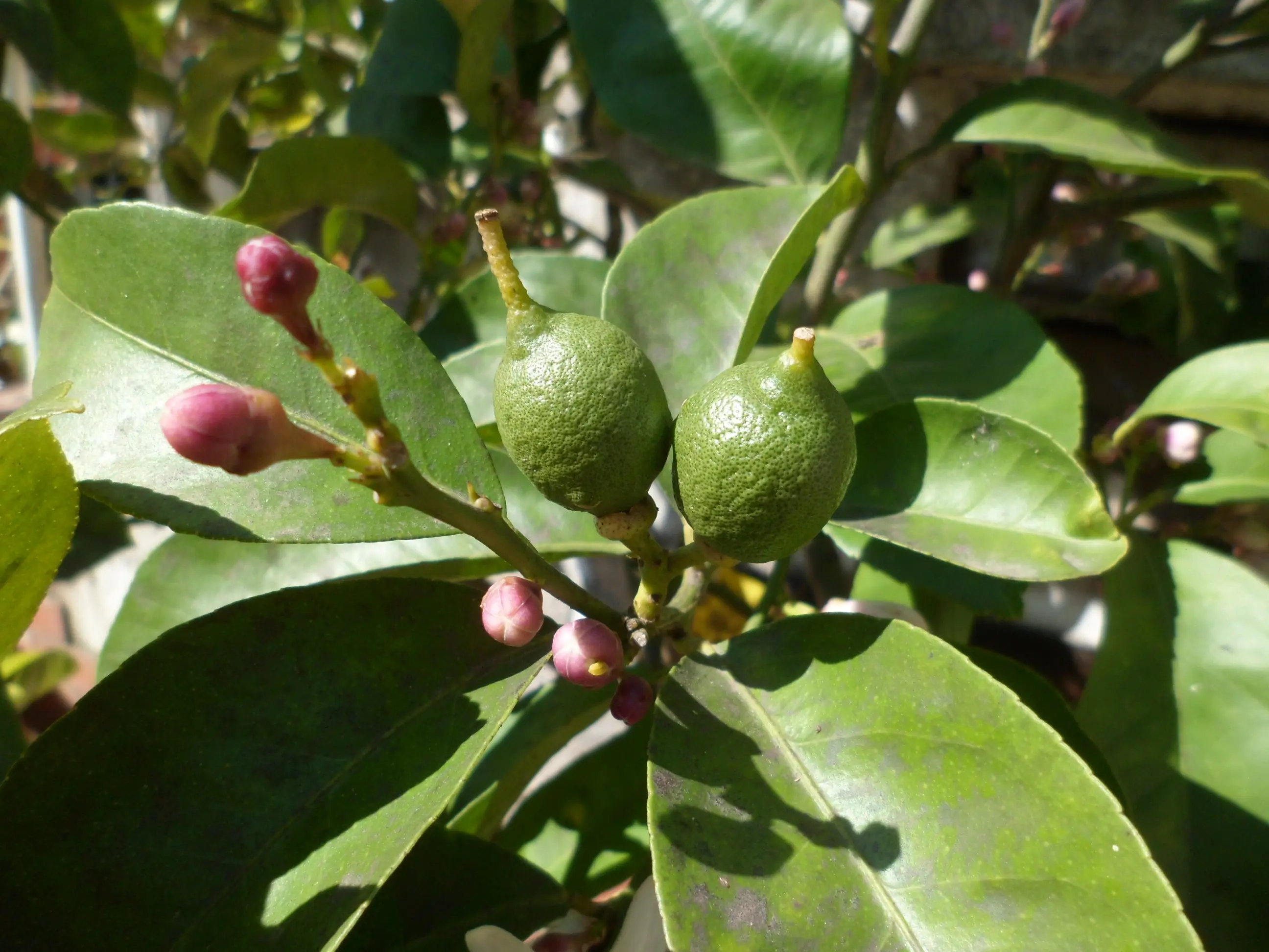 Mi huerta (2ª parte)