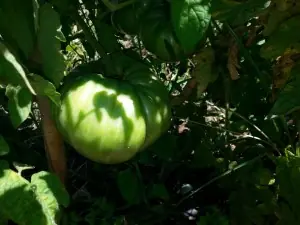 tomates de huerta