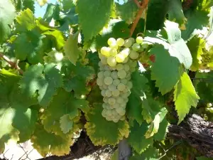 huerto casero