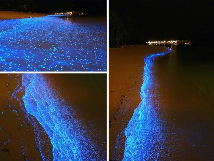 Naturaleza Extraña y Sorprendente