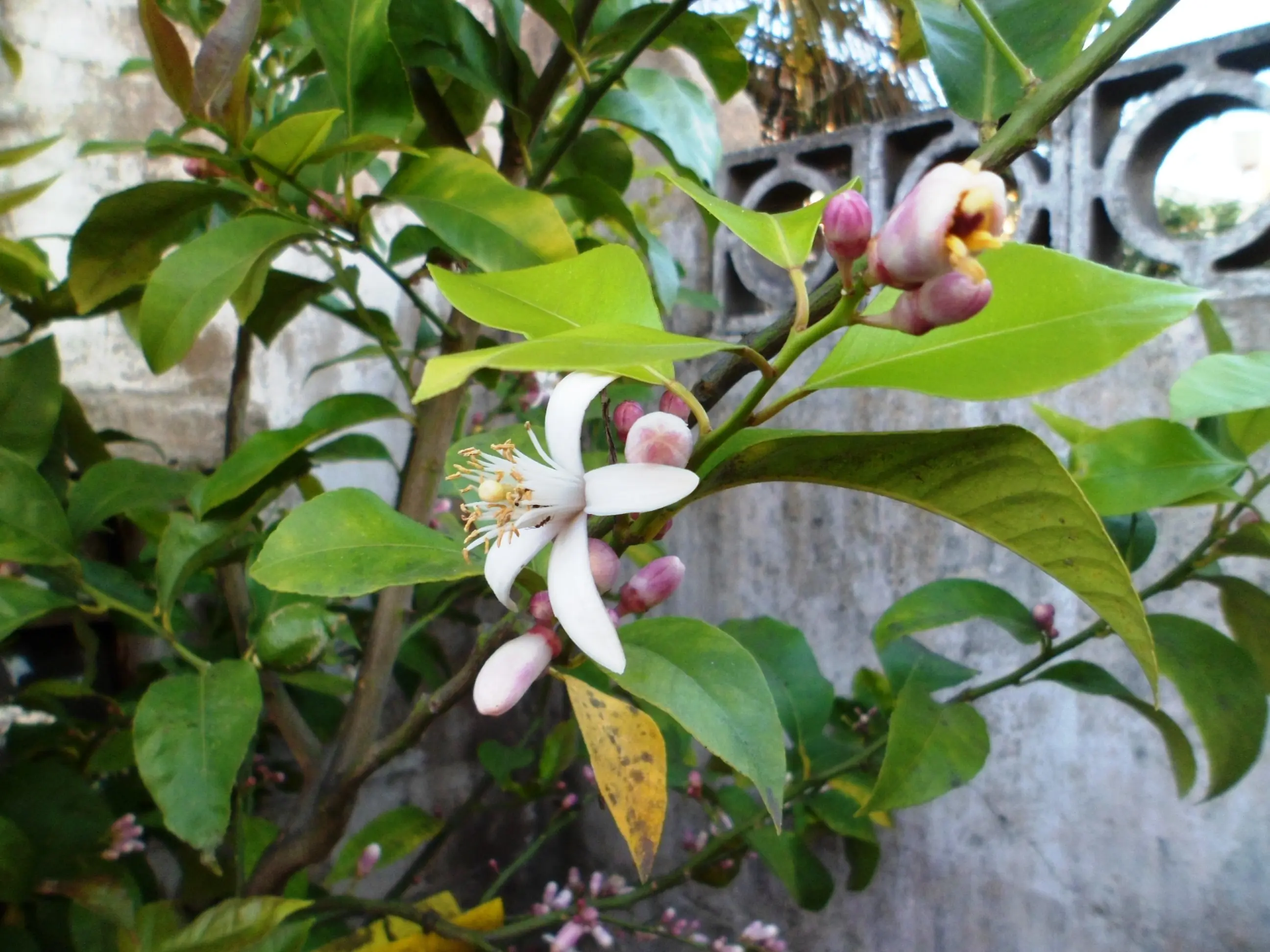 Mi huerta (2ª parte)