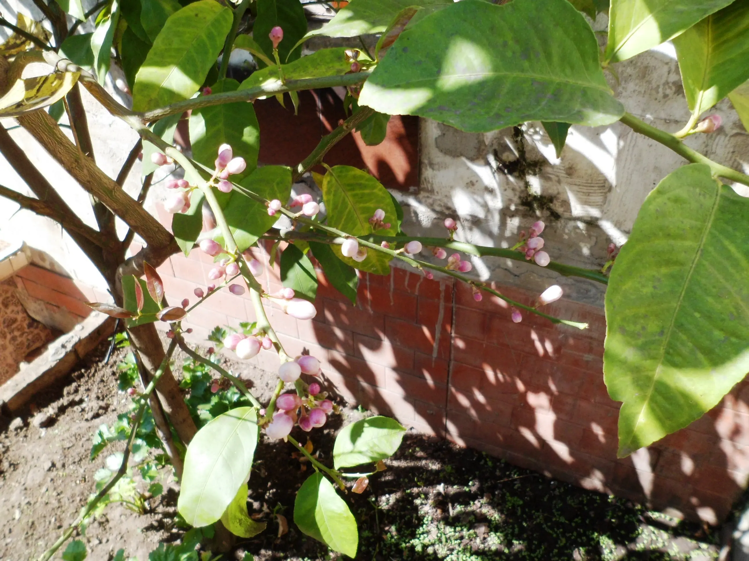 Mi huerta (2ª parte)