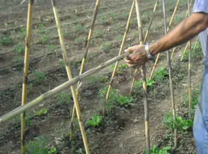 tutores y atado de plantas