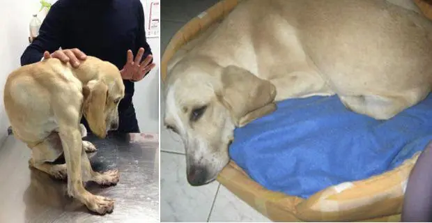 La perra deformada que creció en una jaula