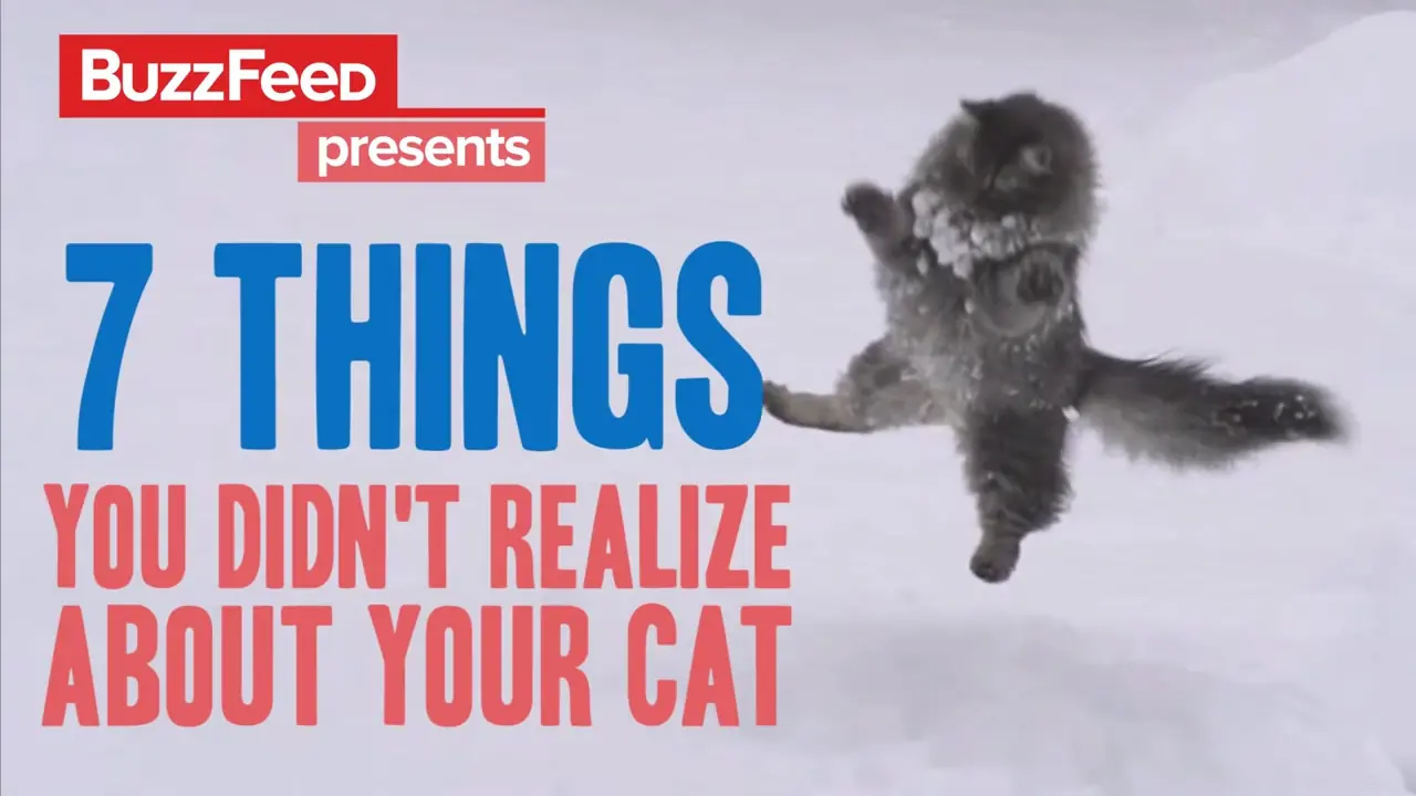 11 Secretos que tu"gato" no quiere que sepas y +