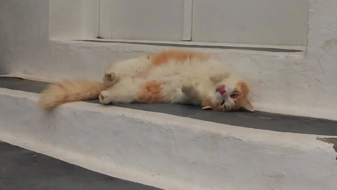 gato