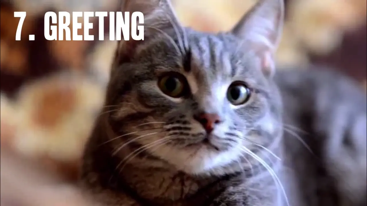 11 Secretos que tu"gato" no quiere que sepas y +