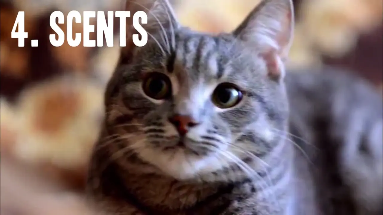 11 Secretos que tu"gato" no quiere que sepas y +