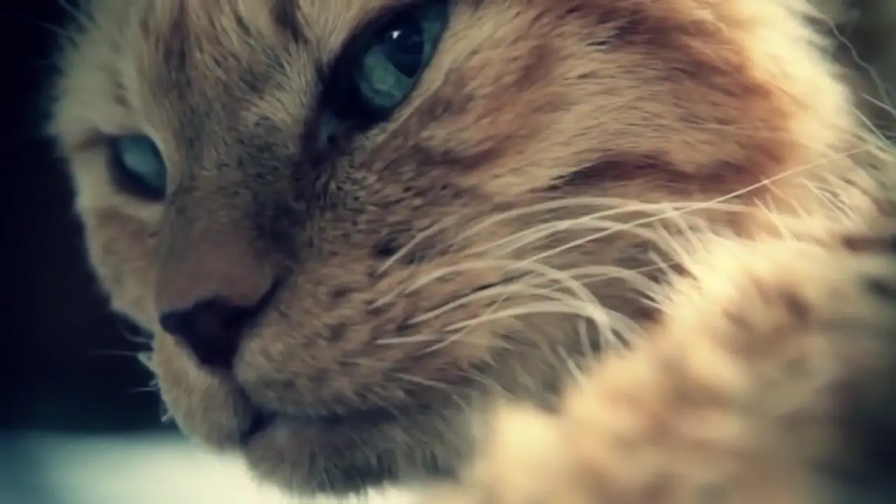 mascota