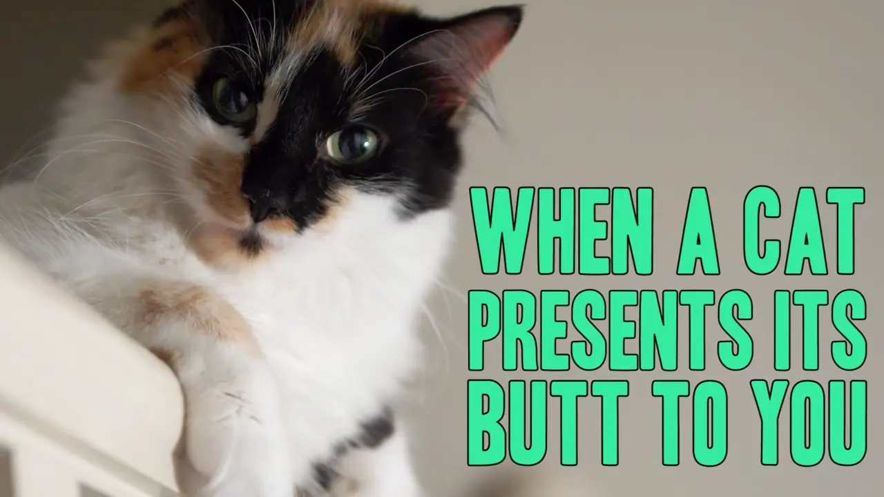 11 Secretos que tu"gato" no quiere que sepas y +