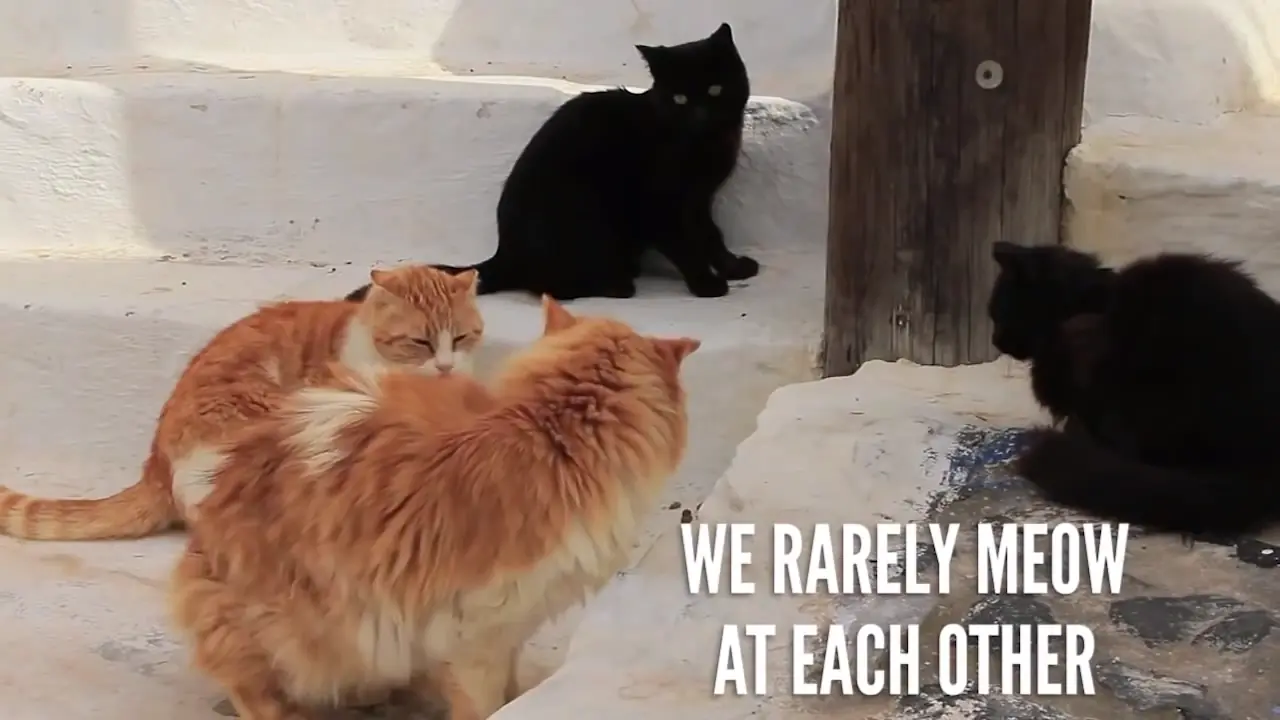11 Secretos que tu"gato" no quiere que sepas y +