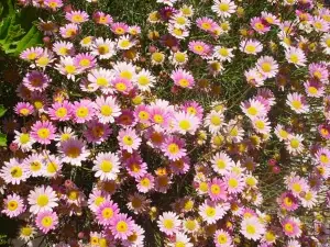 flores