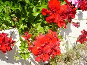 rosas