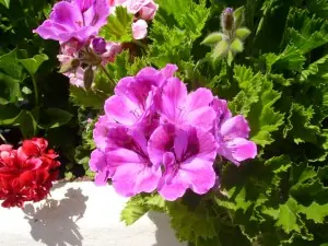 claveles