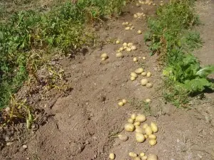 huerto casero
