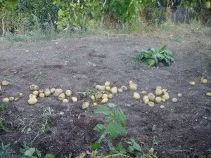 patatas