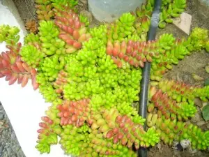flores de jardin