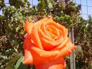 Flores y plantas de mi huerto