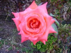 flores