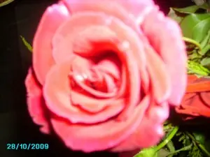 Flores y plantas de mi huerto
