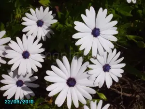 flores de jardin