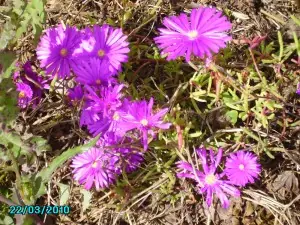 Flores y plantas de mi huerto