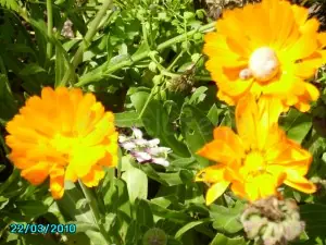 flores