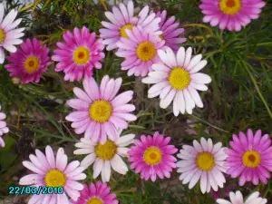 claveles