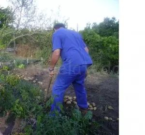 Siembra y recolección de patatas