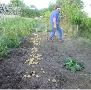 papas