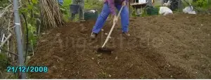 Siembra