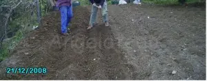 Siembra y recolección de patatas