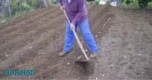 papas