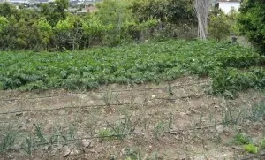 huerto casero