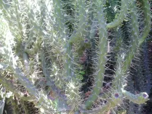 Flores y plantas de mi huerto