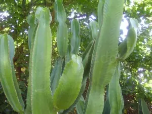 flores de jardin