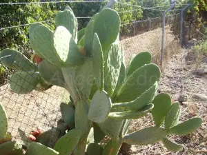 Flores y plantas de mi huerto