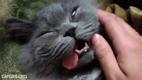 gato